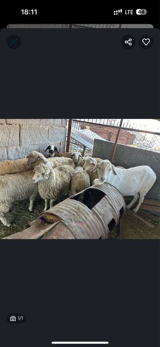 Серке Шеркеш сатылады 2.5 жасар семиз