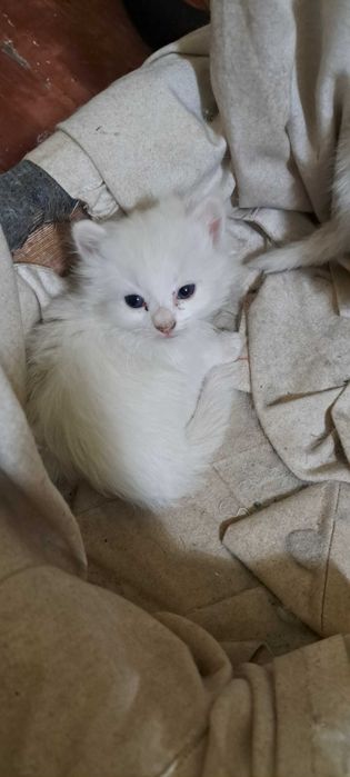 Милые котята мама турецкая ангора папа шотландский веслоухий