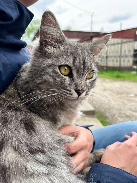 Найдена кошка домашняя