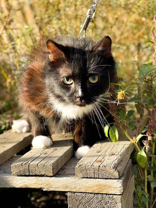 Котик в добрые руки