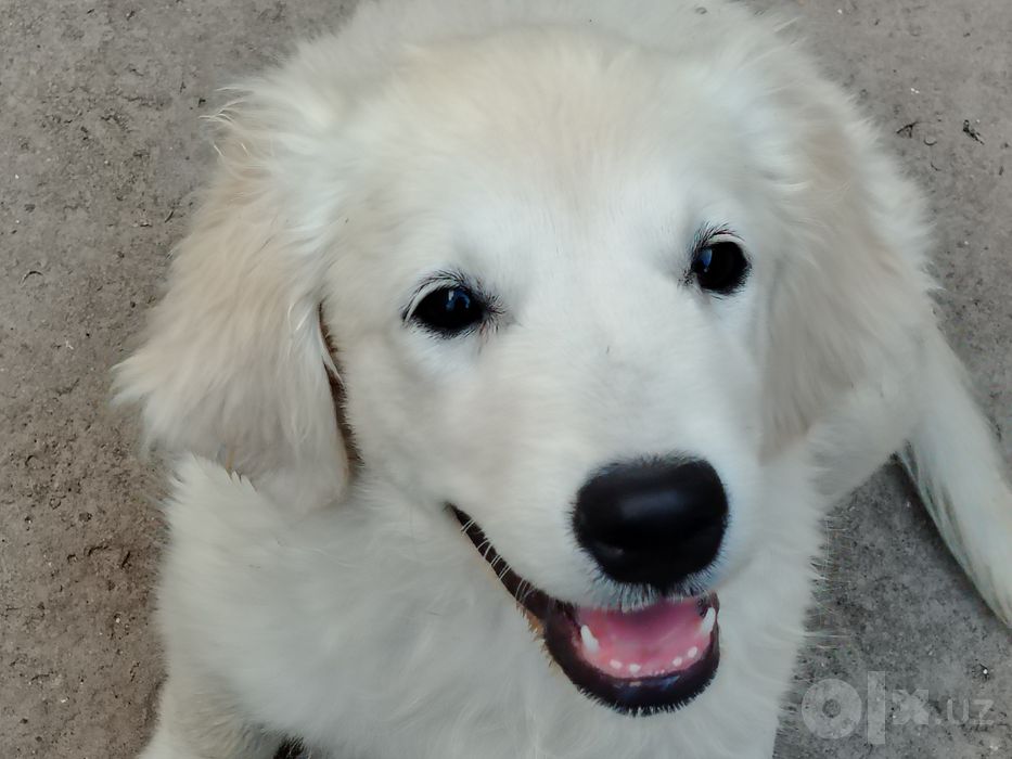 Продам сабаку цена 100$