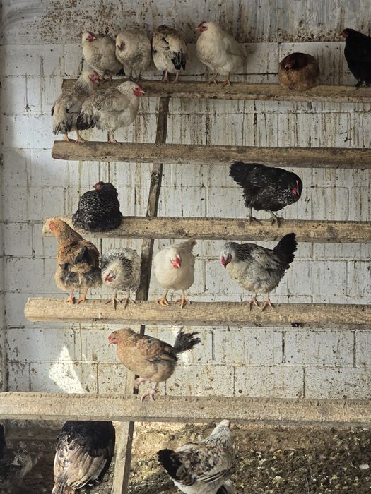 Тауықтар сатылады