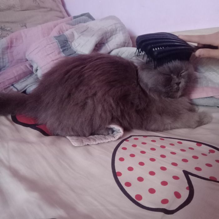 Скотиш страйт . Шиншила.