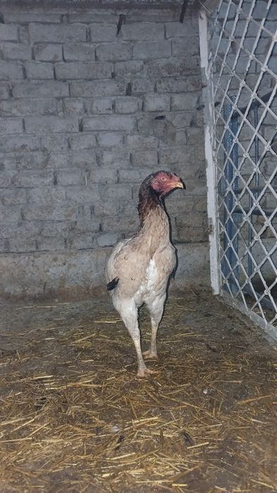 Dakang makyon sotiladi