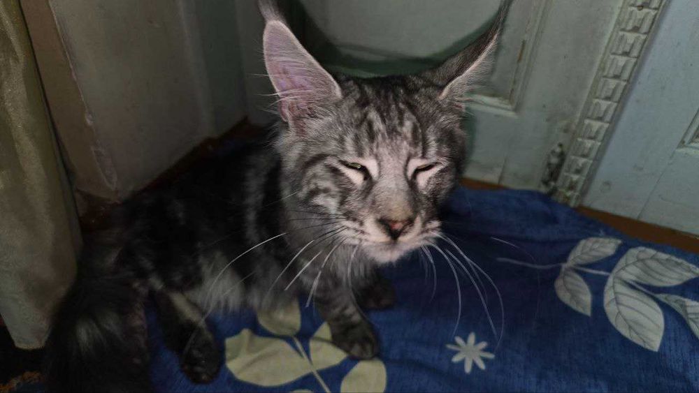 Продажа Мейн-кун, Мейнкун сотилади.