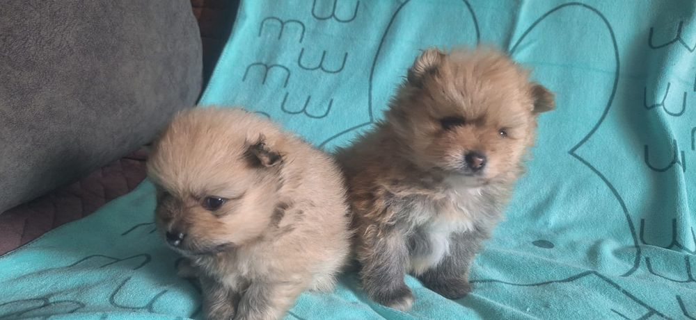 Очаровательные щенки шпица.