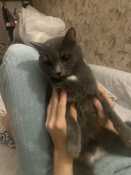 В добрые руки отдадим Умную кошечку