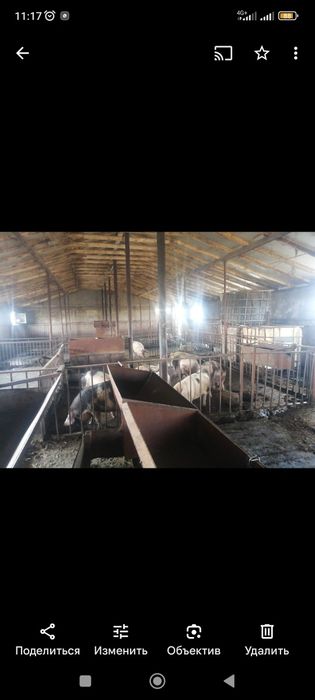 Продам дом  доильную базу для откорма бычков