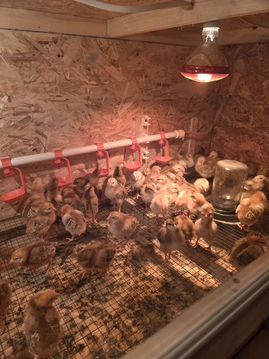 Корея Ханхяп жужалари