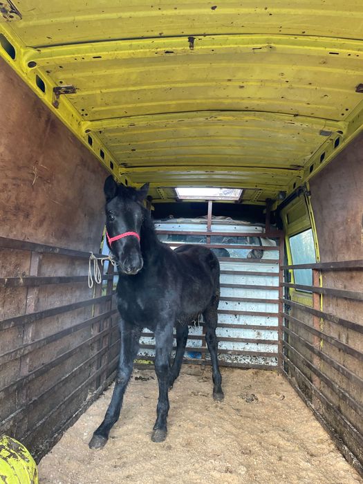 Vând schimb mânz de 7 luni blând cuminte