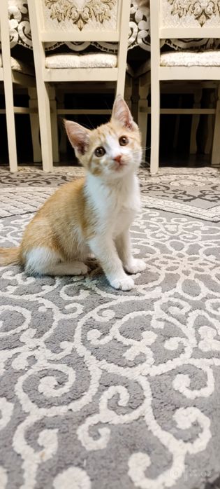 Котенок в добрые руки