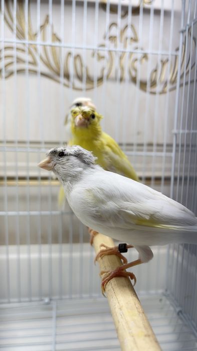 Канарейка овсяночный напев Канарейка трайник сайроли кушла