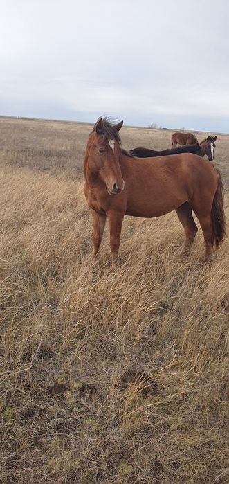 Байтал сатылады!