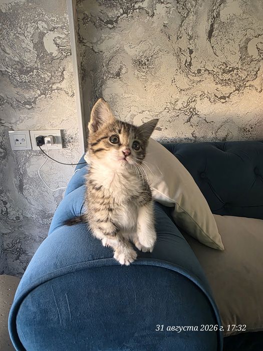 Котёнок девочка 1.5 месяцев