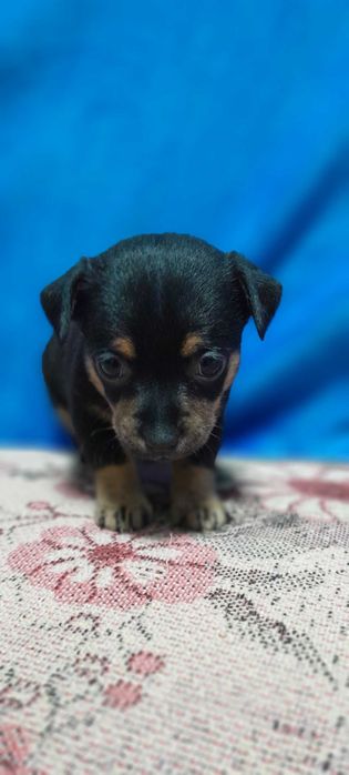 Продам щенков Пинчер