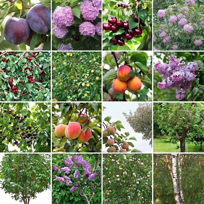 Саженцы плодовых и декоративных деревьев