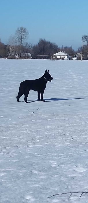 Черный кобель ВЕО ищет подругу
