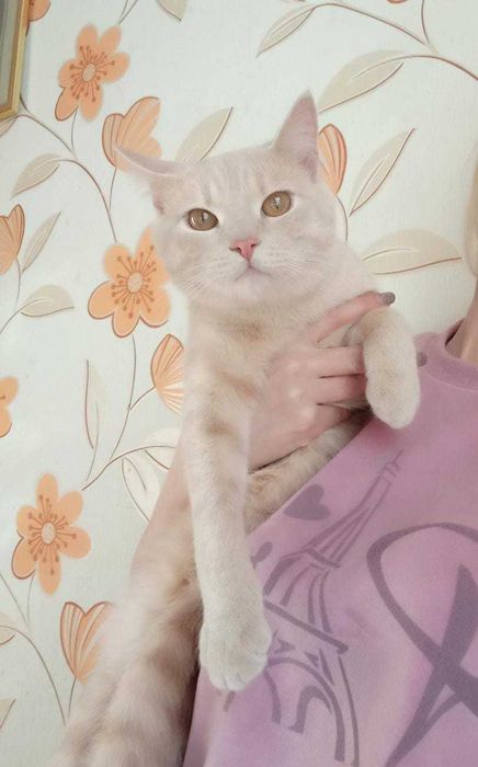 Красавец котик ждет владельца!