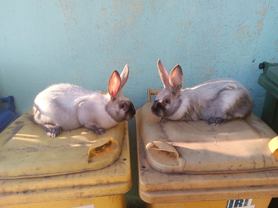 Vând 2 femele secuiesc