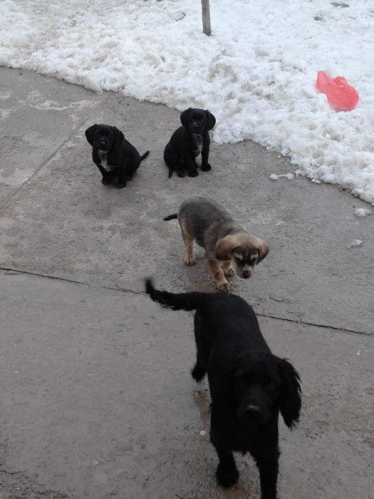 Күшіктер сүйкімді тегін