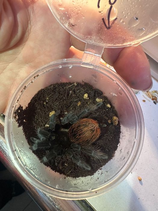 Паук-птицеед Brachypelma auratum