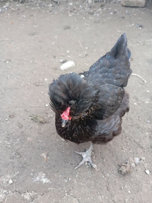 Vând ouă de găini de rasă