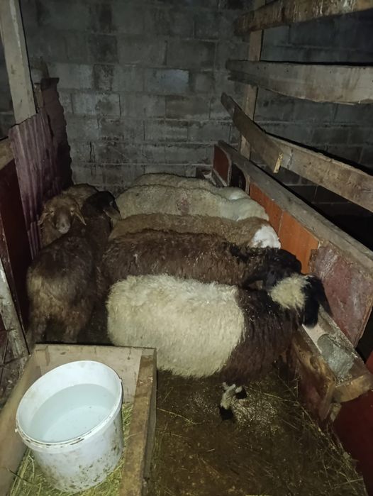 Продам жирных токты