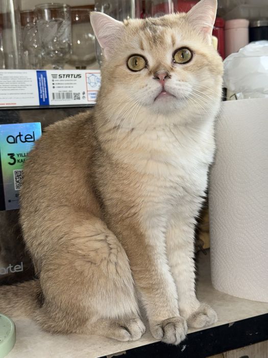 Котята Шиншиллы британци
