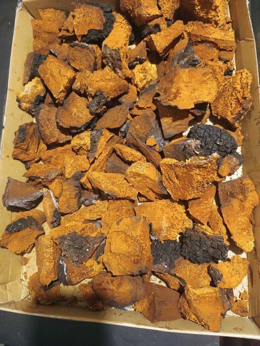 Chaga naturală (Inonotus obliquus) – calitate premium