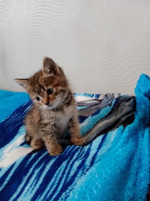 Отдаём котят в хорошие руки