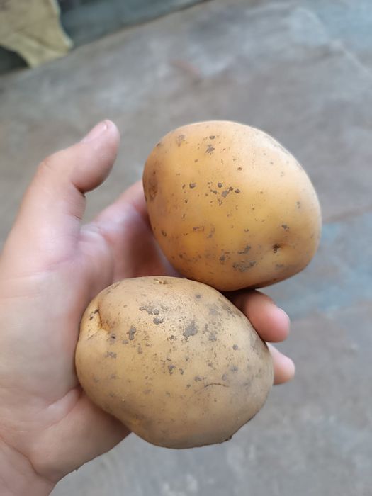 Картошка картошка