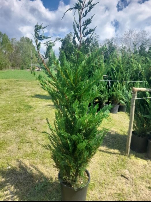 Magnolia  Catalpa Spirale Copaci