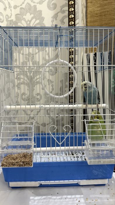 две папугай вместе с келткой