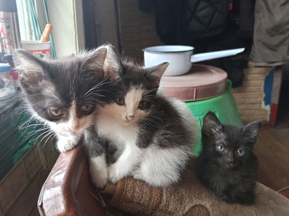 Отдам котят в добрые руки
