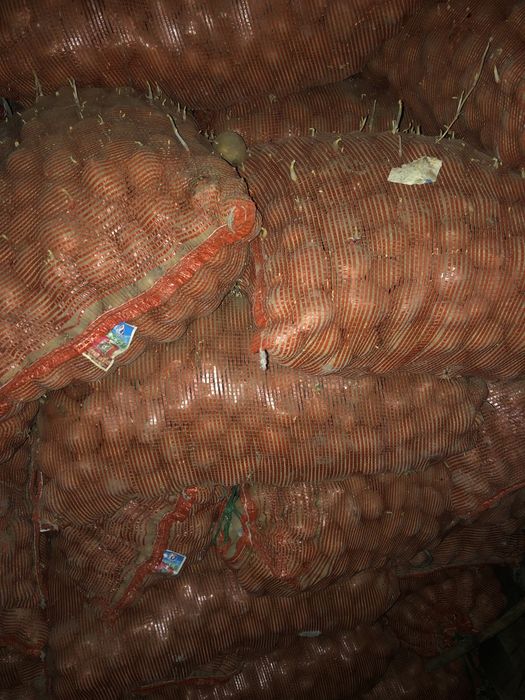 Картофель семяной