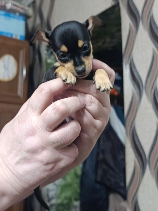 Русский Той терьер