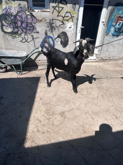 Vand tap anglo-nubian