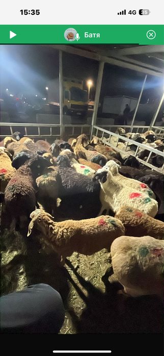 қой,тоқты,ешкі,сек,бараны