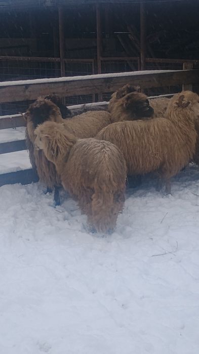 Oi tinere de vânzare