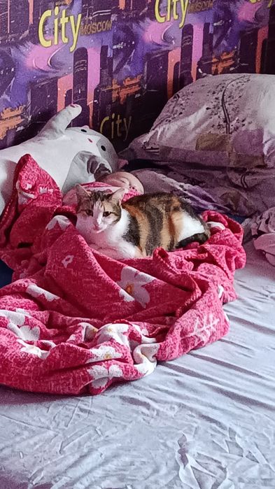 Отдам кошку даром