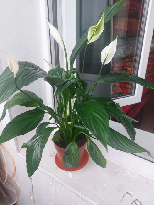 Комнатные  цветы