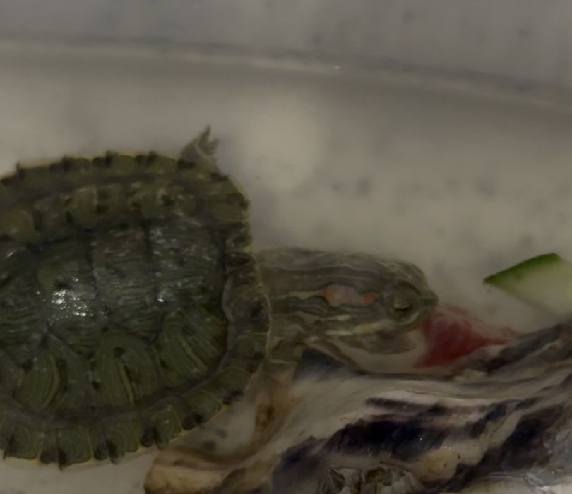 красноухая черепаха