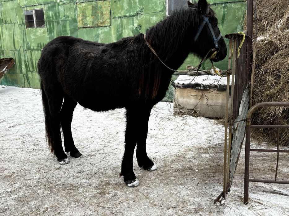 Жеребец 3х летка