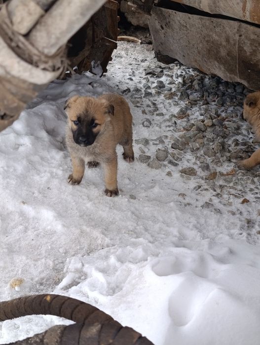 Красивые щеночки