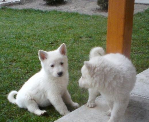 Бяла швейцарска овчарка