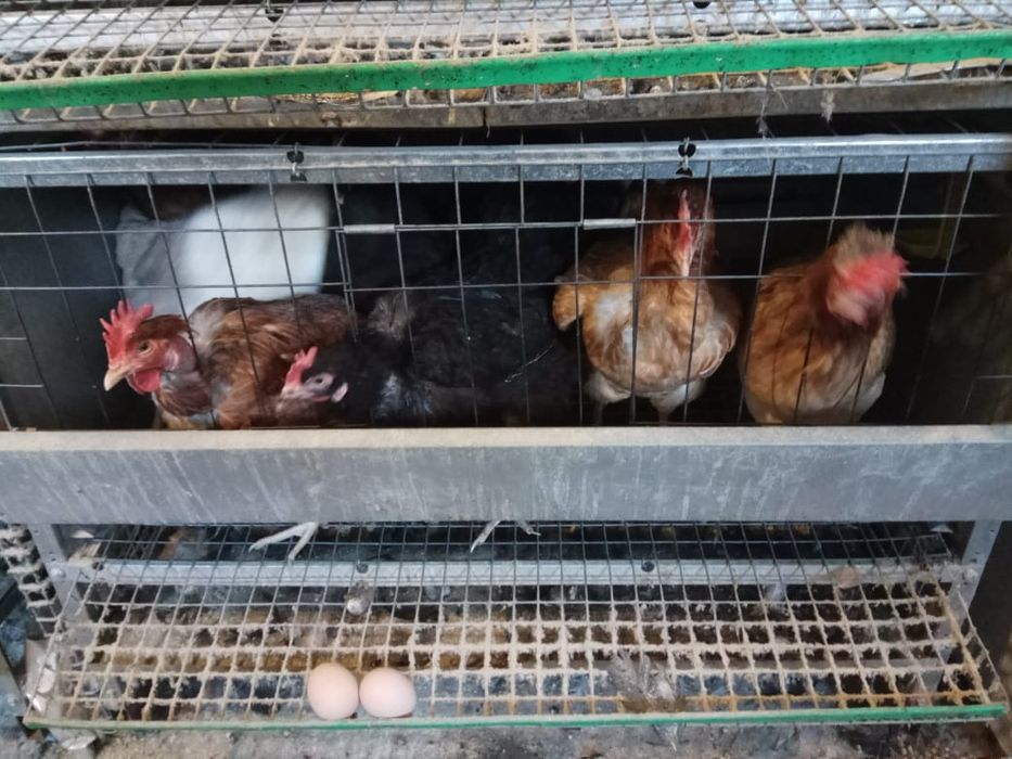 Яйцо куриное домашнее