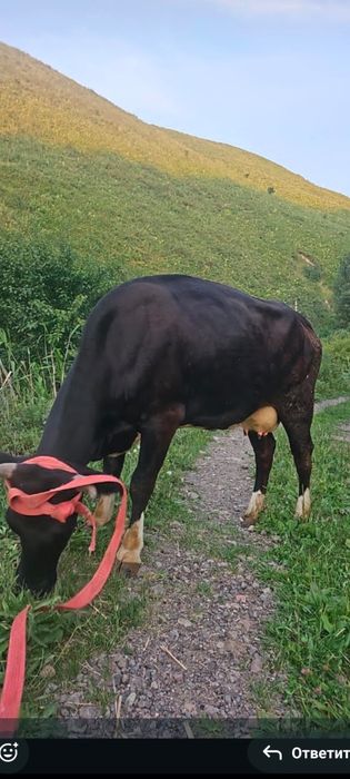 Продам корову первотелку