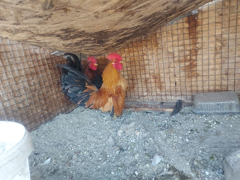 Серама декоративные петушки