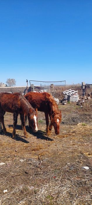 Продам  тайчиков 2 года