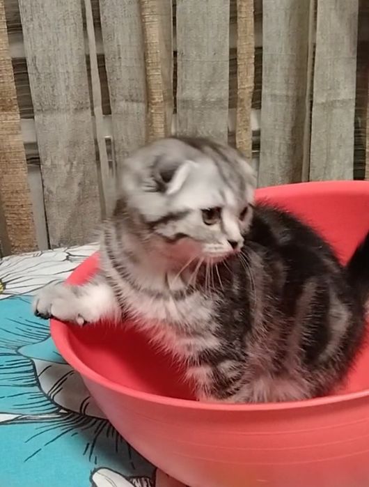 Скоттиш фолд. Две девочки.